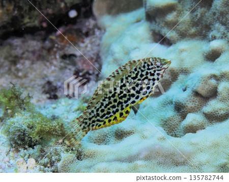 黑喉瀨魚♀ 135782744