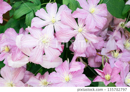 Clear pink clematis flowers in full bloom. 135782797