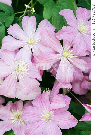 Blooming pink clematis flower with green leaves. 135782798
