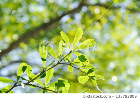 Black afara, combretaceae or Ivory Coast almond or Terminalia ivorensis Black afara, combretaceae or Ivory Coast almond or Terminalia ivorensis 135782809