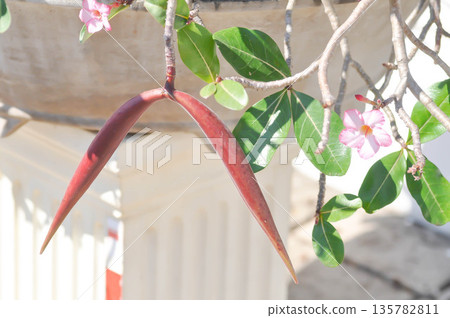 Desert rose, APOCYACEAE or Adenium obesum or Mock Azalea or Pinkbignonia or Impala lily Desert rose, APOCYACEAE or Adenium obesum or Mock Azalea or Pinkbignonia or Impala lily 135782811
