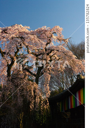 春天,京都市的神社寺廟裡櫻花盛開,還能聽到垂枝樹搖曳的聲音和夜鶯的鳴叫聲。 春天,京都市的神社寺廟裡櫻花盛開,還能聽到垂枝樹搖曳的聲音和夜鶯的鳴叫聲。 135782824