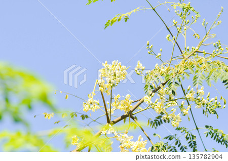 Moringa oleifera Lam, Horse radish tree or Drumstick or Moringaceae or white flowers Moringa oleifera Lam, Horse radish tree or Drumstick or Moringaceae or white flowers 135782904