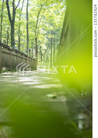 大山京賀成:一座橫跨綠意盎然森林的木橋 大山京賀成:一座橫跨綠意盎然森林的木橋 135782924