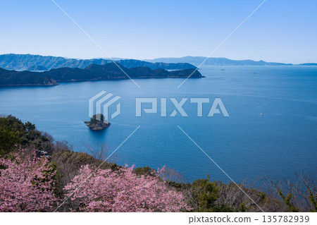 Kawazu cherry blossoms on the Oura Peninsula and the Bungo Channel Kawazu cherry blossoms on the Oura Peninsula and the Bungo Channel 135782939
