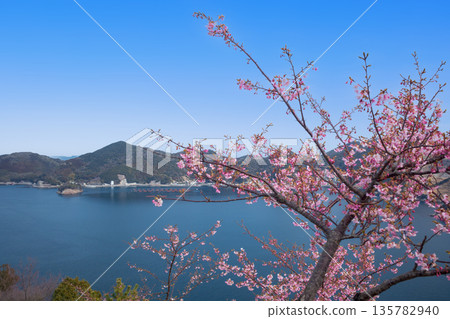 Kawazu cherry blossoms on the Oura Peninsula and the Bungo Channel Kawazu cherry blossoms on the Oura Peninsula and the Bungo Channel 135782940