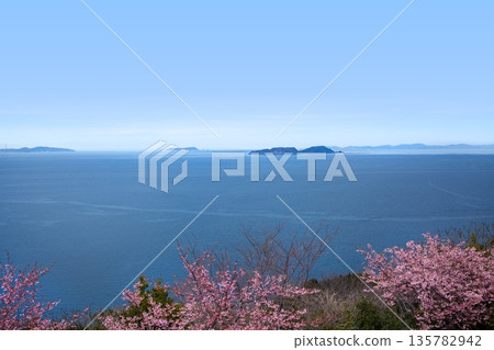 Kawazu cherry blossoms on the Oura Peninsula and the Bungo Channel Kawazu cherry blossoms on the Oura Peninsula and the Bungo Channel 135782942