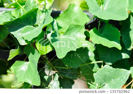Ivy gourd , Coccinia grandis or CUCURBITACEAE Ivy gourd , Coccinia grandis or CUCURBITACEAE 135782962