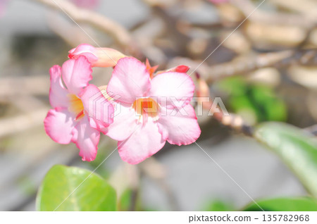 Desert rose, APOCYACEAE or Adenium obesum or Mock Azalea or Pinkbignonia or Impala lily 135782968