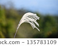 Pampas grass swaying in the wind 135783109