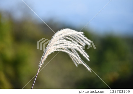 Pampas grass swaying in the wind 135783109