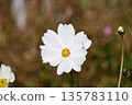 White cosmos 135783110