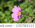 Pink cosmos 135783111