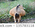 Goat eating grass 135783118
