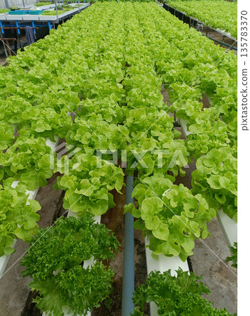 Lettuce hydroponic greenhouse vegetable farm agriculture cultivation row, fresh green leafy crop in nutrient channel Lettuce hydroponic greenhouse vegetable farm agriculture cultivation row, fresh green leafy crop in nutrient channel 135783370