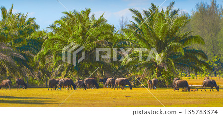 A herd of Asian water buffaloes grazing near palm trees in the Thai rainforest on Koh koh tao island. Animal husbandry and agriculture in Southeast Asia panorama. High quality photo A herd of Asian water buffaloes grazing near palm trees in the Thai rainforest on Koh koh tao island. Animal husbandry and agriculture in Southeast Asia panorama. High quality photo 135783374