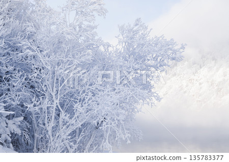 A frost-covered landscape unfolds with white trees in a fairy forest. The scene captures the essence of winter magic during the new year, showcasing nature in its icy beauty. High quality photo A frost-covered landscape unfolds with white trees in a fairy forest. The scene captures the essence of winter magic during the new year, showcasing nature in its icy beauty. High quality photo 135783377