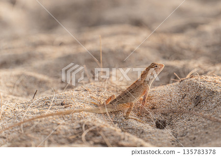 Oriental garden lizard or Thai chameleon in the sand close-up on a beach in Thailand. Lizard little dragon. High quality photo Oriental garden lizard or Thai chameleon in the sand close-up on a beach in Thailand. Lizard little dragon. High quality photo 135783378