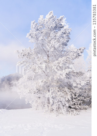 A scene shows a fairy forest covered in white snow. Frosty trees stand tall against a clear sky. This moment captures winter magic in January and February, perfect for a holiday spirit. High quality 135783381