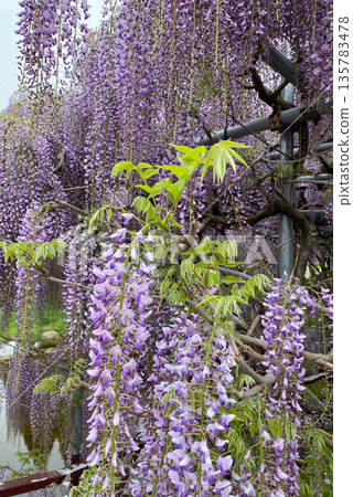  紫藤花 135783478