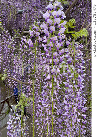 Wisteria flowers Wisteria flowers 135783479
