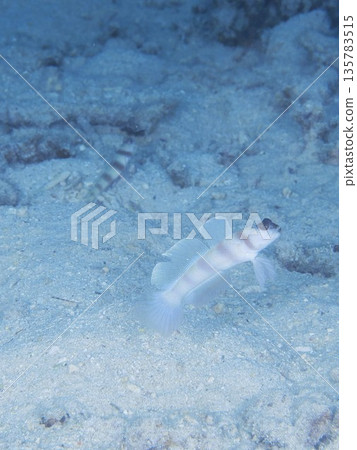 Himedatehaze 135783515