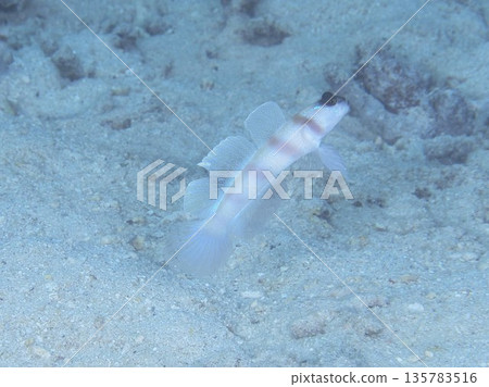 Himedatehaze 135783516