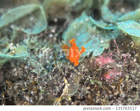 Iro青蛙anko 135783517