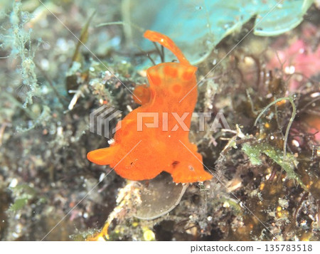 Iro青蛙anko 135783518