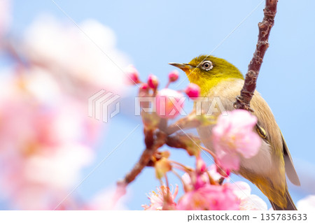 Kawazu cherry tree and mezzo Kawazu cherry tree and mezzo 135783633