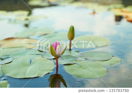 一朵睡蓮在水面上盛開,花苞仰望著天空。 一朵睡蓮在水面上盛開,花苞仰望著天空。 135783780