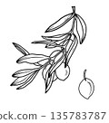 Olive Branche. Kitchen herbs, olive branch, black line, hand-drawing illustration on isolated background. Drawing for food oil production. Botanical sketch of Greece ingredients. 135783787