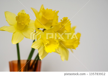 Spring floral background. Yellow fresh Daffodils in orange glass vase, over white background with copy space. Easter abstract mockup 135783912