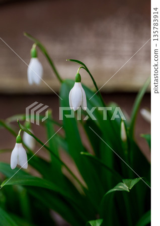 Spring flower background. Dark and moody. Tiny first snowdrop white flower macro photo 135783914