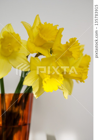 Spring floral background. Yellow fresh Daffodils in orange glass vase, over white background with copy space. Easter abstract mockup 135783915