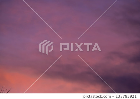 Winter background. Tree branches against pink winter sky at sunset. 135783921