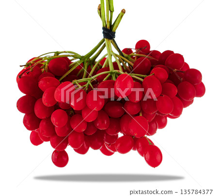 bunch of red viburnum, isolated on white background bunch of red viburnum, isolated on white background 135784377