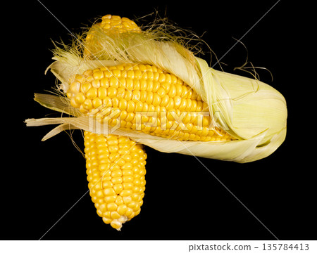Two heads of young almost ripe corn on a black background isolated 135784413
