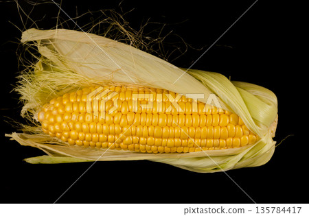A swing of ripe corn, half in husks on a black background in isolation A swing of ripe corn, half in husks on a black background in isolation 135784417