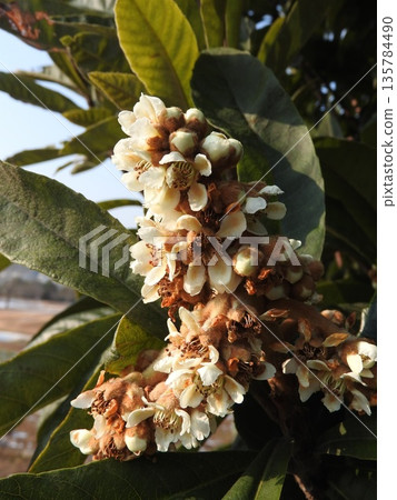 Loquat flowers bloom from autumn to winter Loquat flowers bloom from autumn to winter 135784490