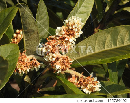 Loquat flowers bloom from autumn to winter Loquat flowers bloom from autumn to winter 135784492