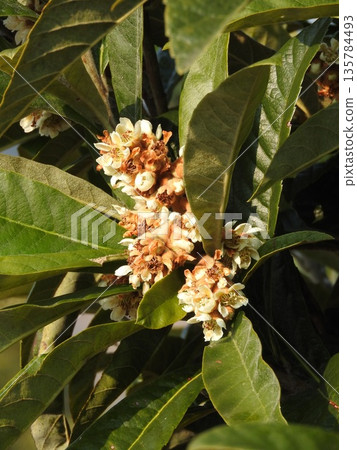 Loquat flowers bloom from autumn to winter Loquat flowers bloom from autumn to winter 135784493