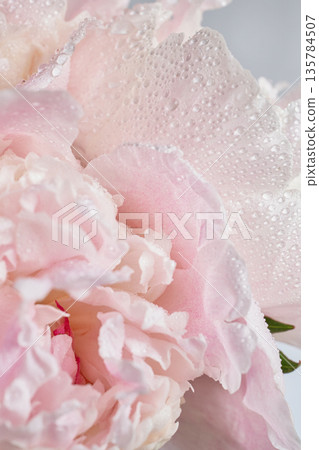 Delicate pink peony petals featuring abundant fresh water droplets Delicate pink peony petals featuring abundant fresh water droplets 135784507