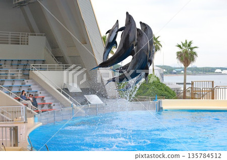 Dolphin show 135784512