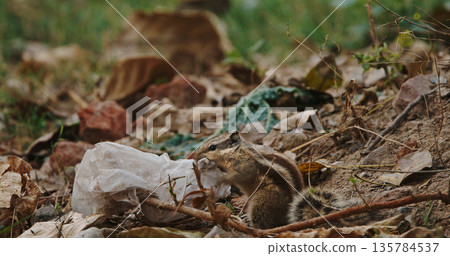 Squirrel chewing plastic bag in city park showing dangers of urban pollution to wildlife Squirrel chewing plastic bag in city park showing dangers of urban pollution to wildlife 135784537