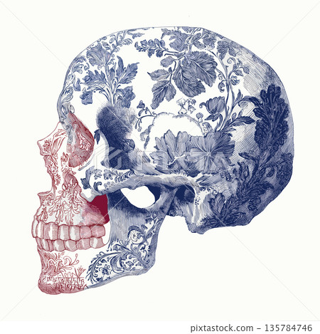 Ornate skull illustration with intricate blue and red floral patterns. Decorative human skull showing detailed blue and red scrollwork patterns on an off-white background Ornate skull illustration with intricate blue and red floral patterns. Decorative human skull showing detailed blue and red scrollwork patterns on an off-white background 135784746