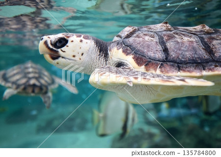 紅海龜 135784800