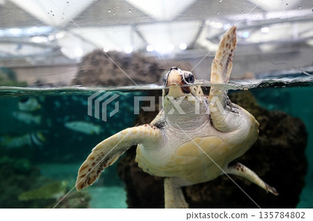 Loggerhead turtle 135784802