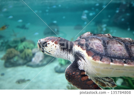 Loggerhead turtle 135784808