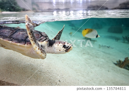 Loggerhead turtle 135784811